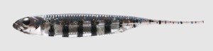 GUMA FISH ARROW FLASH-J 4` LIVE BLUE SILVER