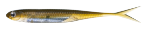 GUMA FISH ARROW FLASH J SPLIT 5` #F22 LIVE AYU SILVER