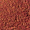 WIADRO FEEDER BAIT GOTOWY PELLET CZOSNEK ŚLIWKA 600G